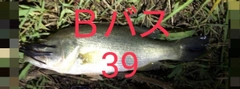 ブラックバスの釣果