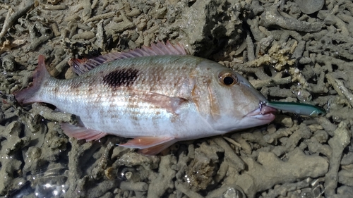 マトフエフキの釣果