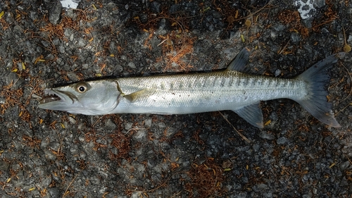 オニカマスの釣果