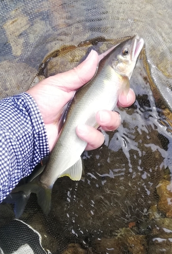 アユの釣果