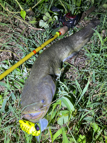 ナマズの釣果