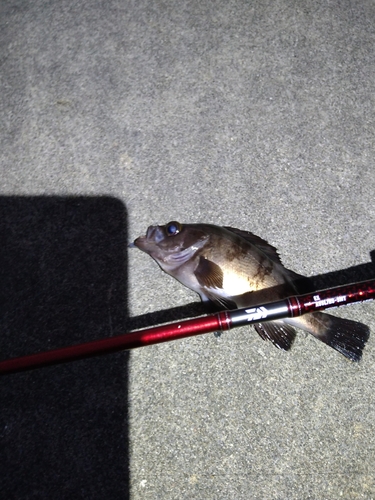 シロメバルの釣果