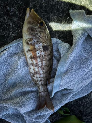 イトヨリダイの釣果