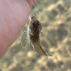 ネズミゴチの釣果