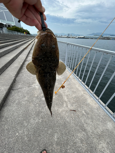 コチの釣果