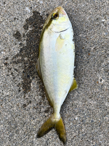 ショゴの釣果