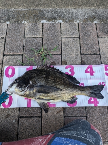 クロダイの釣果