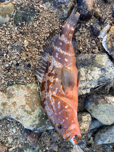 アコウの釣果