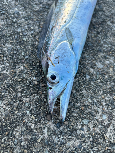 タチウオの釣果