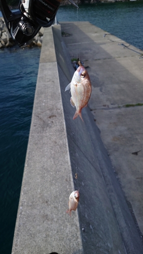 チダイの釣果