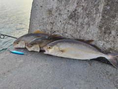 ショゴの釣果