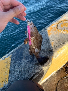 オオモンハタの釣果