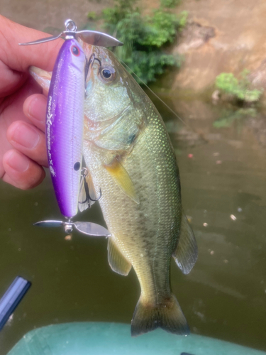 ラージマウスバスの釣果