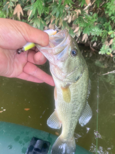 ラージマウスバスの釣果