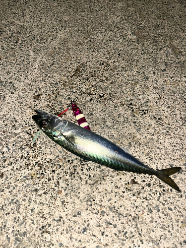 サバの釣果