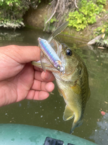 ラージマウスバスの釣果