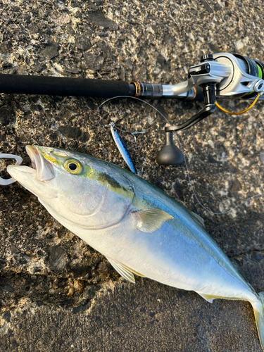 イナダの釣果