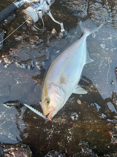 アカビラの釣果