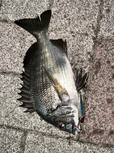 チヌの釣果