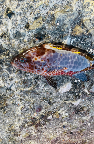 オオモンハタの釣果