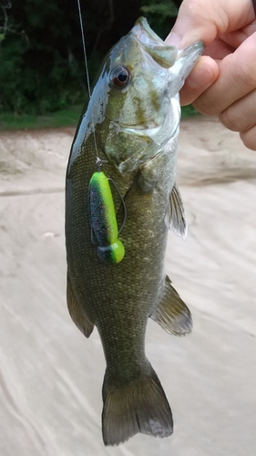 スモールマウスバスの釣果