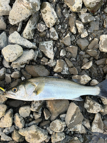 フッコ（マルスズキ）の釣果