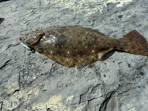 ヒラメの釣果