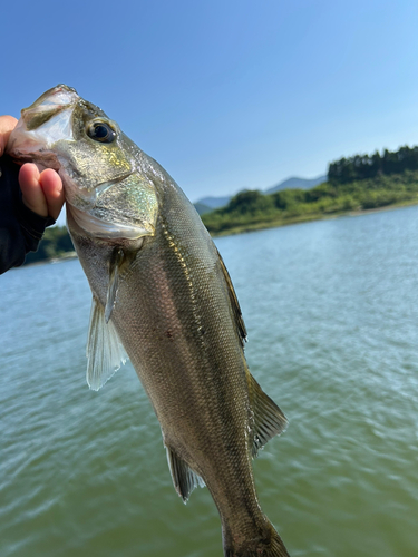 セイゴ（マルスズキ）の釣果