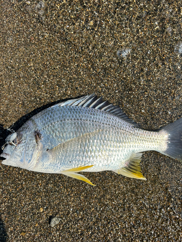 キビレの釣果