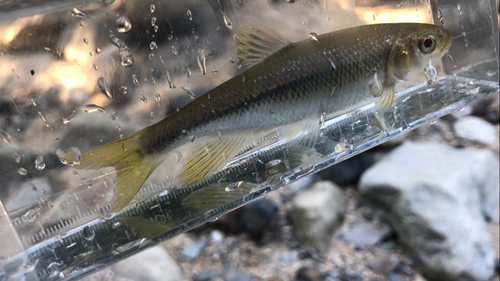 カワムツの釣果