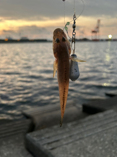 ハゼの釣果