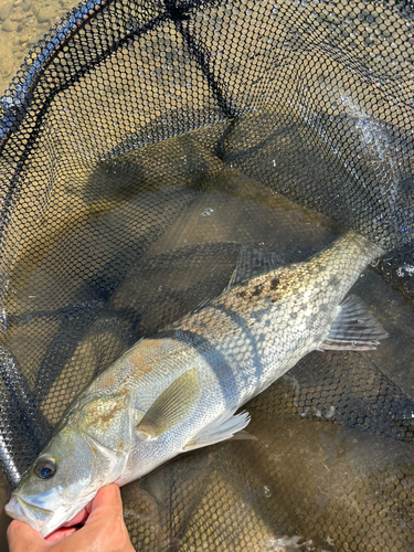 セイゴ（マルスズキ）の釣果