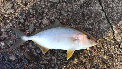 カンパチの釣果