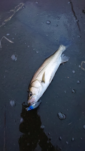 セイゴ（マルスズキ）の釣果