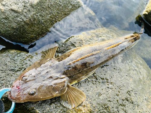 マゴチの釣果