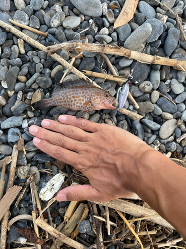 オオモンハタの釣果