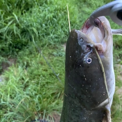 ニホンナマズの釣果