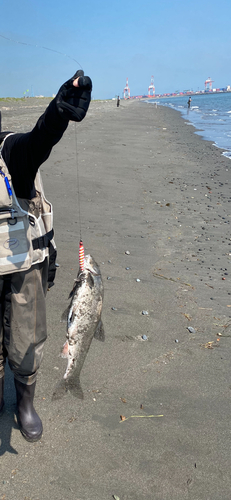 ウグイの釣果