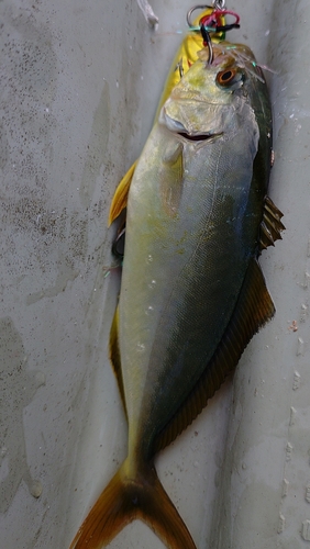 シオの釣果