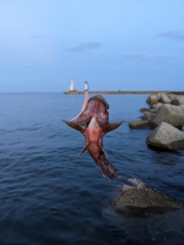 タケノコメバルの釣果