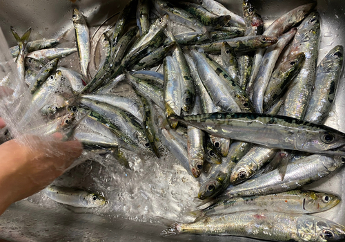 イワシの釣果