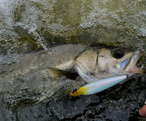 シーバスの釣果