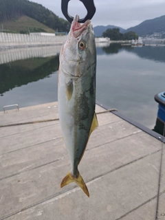 ショッコの釣果