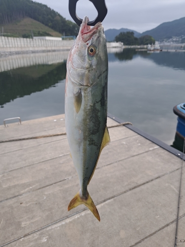 ショッコの釣果