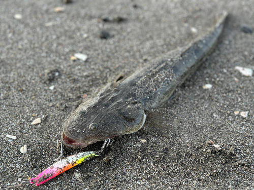 マゴチの釣果