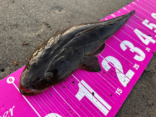 マゴチの釣果