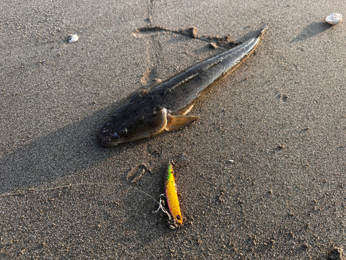 マゴチの釣果