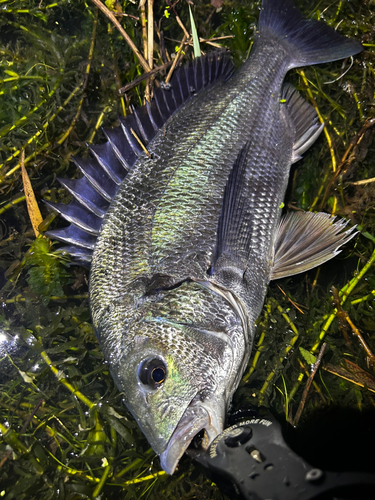 キビレの釣果