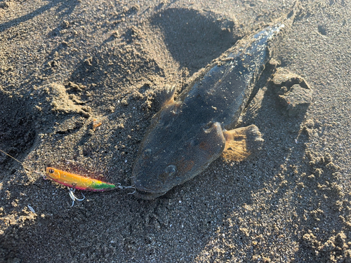 マゴチの釣果