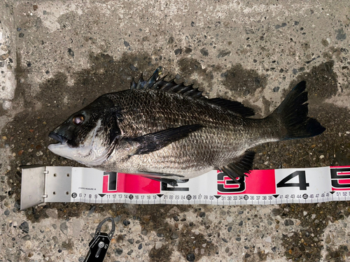 クロダイの釣果